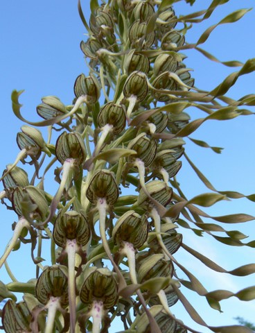 pilatpezier 001-1.jpg